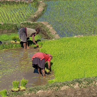 Antsirabe - Planting rice seedlings